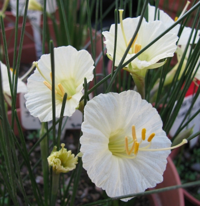 Narcissus romieuxii 'Hat'